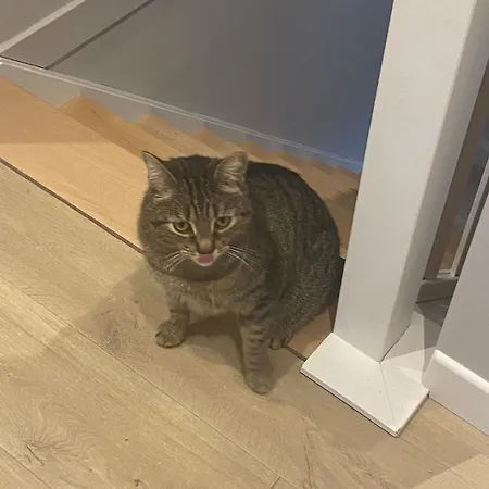 فيلة Brabant House With Pool